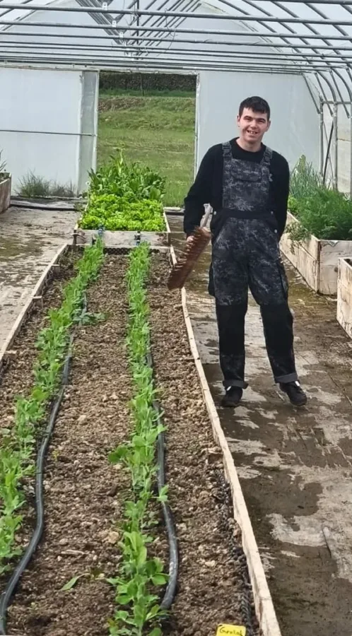 Ante članak